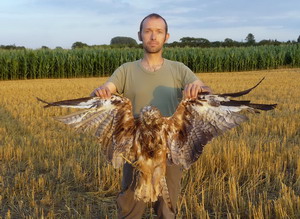 Komitee-Mitarbeiter mit vergiftetem Rotmilan